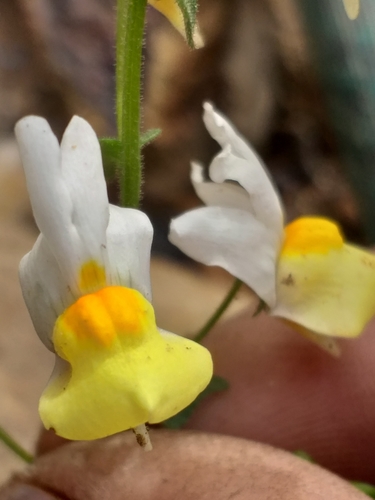 Image of Nemesia ligulata by (c) kevin koen, some rights reserved (CC BY-SA)
