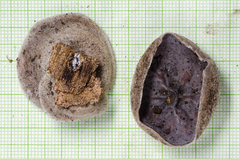 Auricularia nigricans