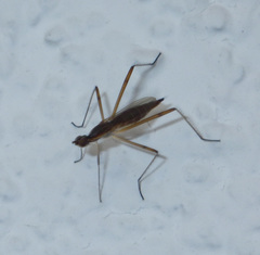 Micropeza lateralis