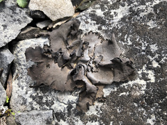 Dermatocarpon dolomiticum