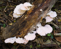 Pleurotus djamor roseus