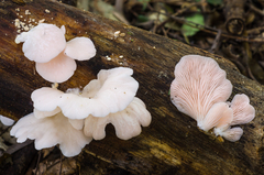 Pleurotus djamor roseus