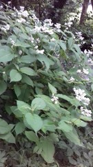 Koenigia campanulata