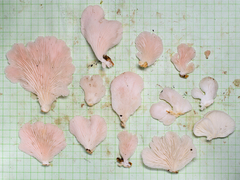 Pleurotus djamor roseus