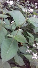 Koenigia campanulata