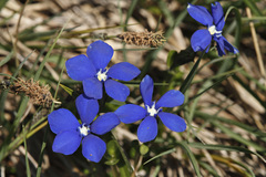 Gentiana bavarica