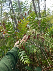 Rhus copallina image