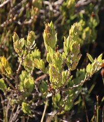 Psoralea mundiana
