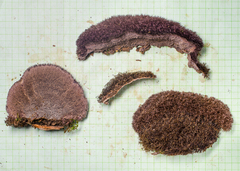 Trichaptum perrottetii