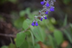 Salvia melissodora