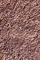 Trichaptum perrottetii