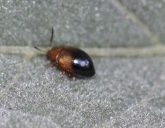 Nisotra bicolorata