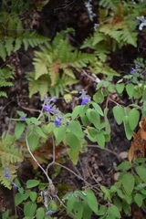 Salvia melissodora