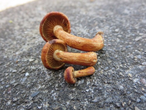 Gymnopilus subdryophilus