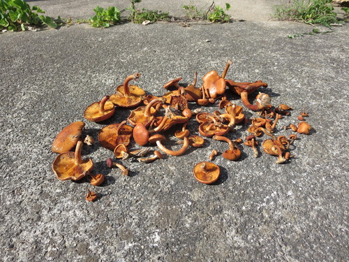 Gymnopilus subdryophilus (Photo 2 of 3)