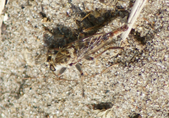 Proctacanthella