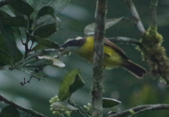 Myiozetetes cayanensis