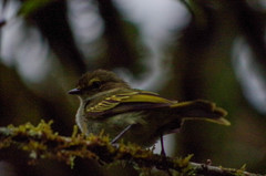 Zimmerius albigularis