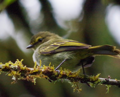 Zimmerius albigularis