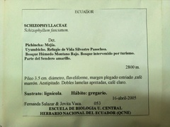 Schizophyllum fasciatum