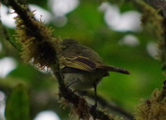 Zimmerius albigularis