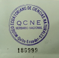 Schizophyllum fasciatum