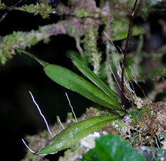 Ionopsis utricularioides