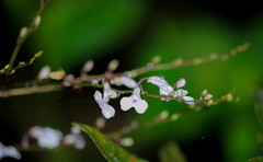 Ionopsis utricularioides