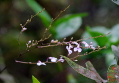 Ionopsis utricularioides