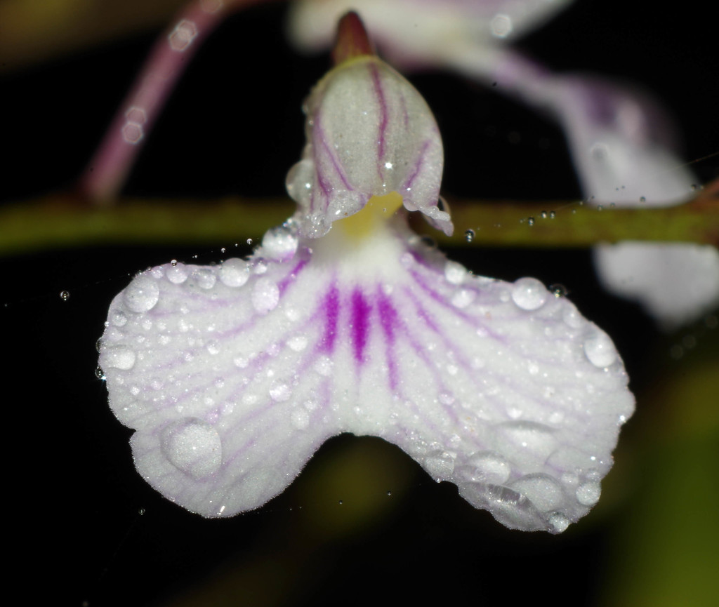 Delicate Violet Orchid