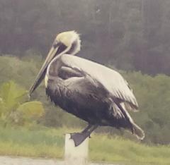 Pelecanus occidentalis