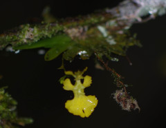 Erycina pumilio