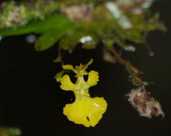 Erycina pumilio