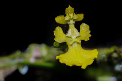Erycina pumilio