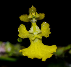 Erycina pumilio