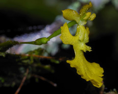 Erycina pumilio