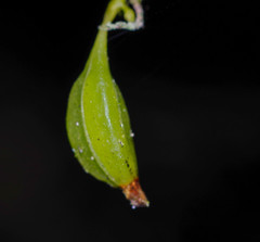 Erycina pumilio