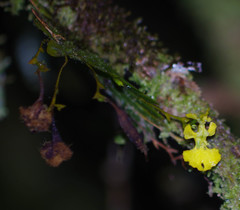 Erycina pumilio