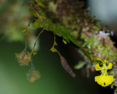 Erycina pumilio