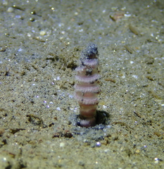 Stylatula elongata