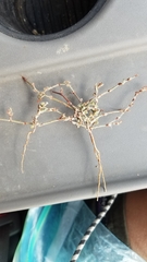 Eriogonum cernuum cernuum