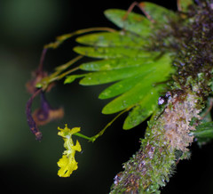 Erycina pumilio