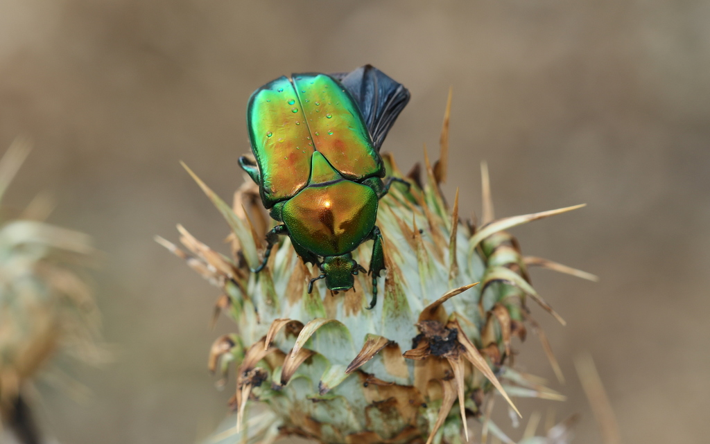 Cetonischema