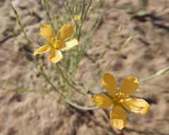 Linum aristatum