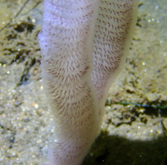 Stylatula elongata