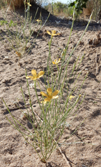 Linum aristatum
