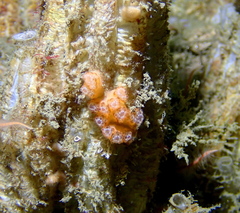 Distaplia occidentalis