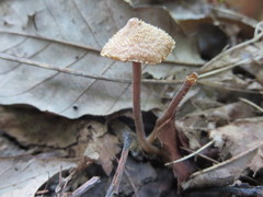 Inocybe calospora
