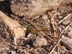 Pachytrachis striolatus
