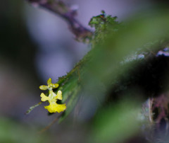 Erycina pumilio